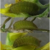 pol coelestinus larva6 volg1